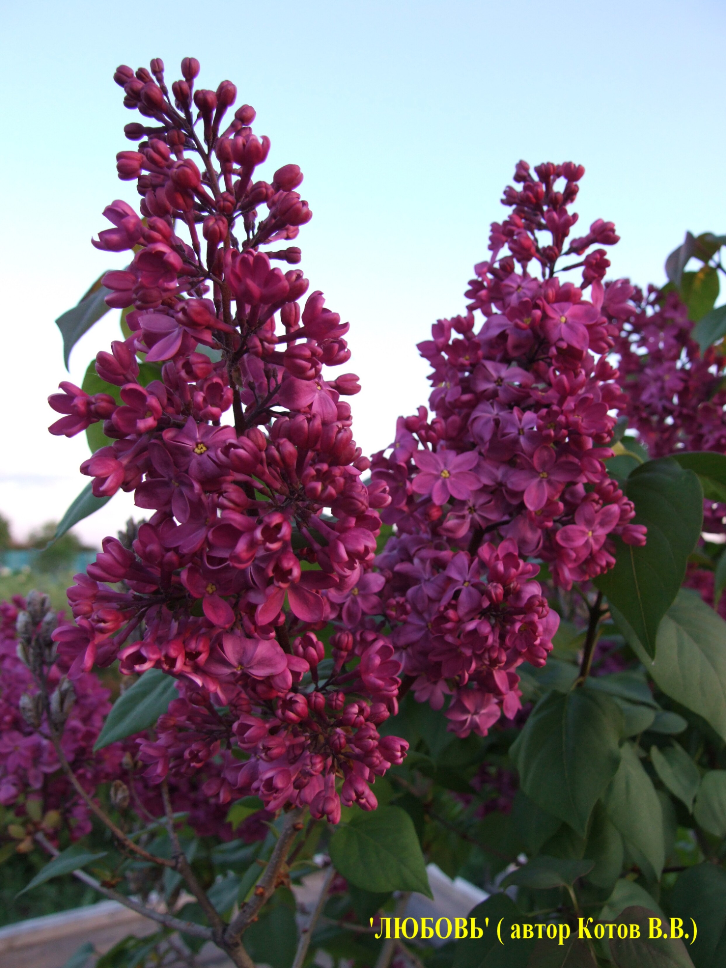 Сирень обыкновенная Лав